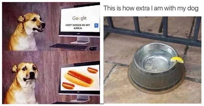 Dog Memes: 38 Memes Every Owner and Lover Will Relate To Dog Memes: 38 Memes Every Owner and Lover Will Relate To