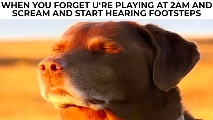 DOG MEMES 5 DOG MEMES 5