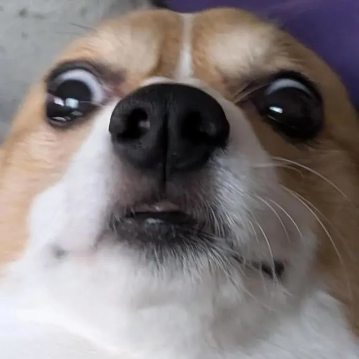 I think my dog has meme potential : r/corgi I think my dog has meme potential : r/corgi