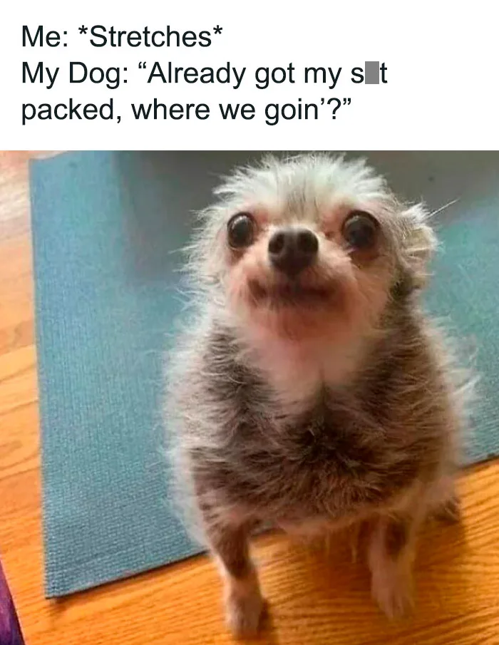 50 Adorable Dog Memes To Warm Your Heart And Make You Laugh | Bored Panda 50 Adorable Dog Memes To Warm Your Heart And Make You Laugh | Bored Panda