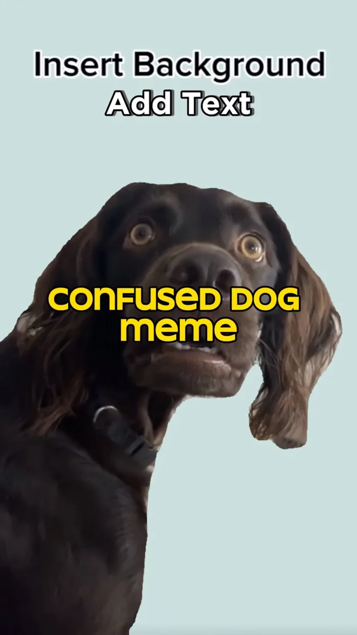 Confused Dog Meme Confused Dog Meme