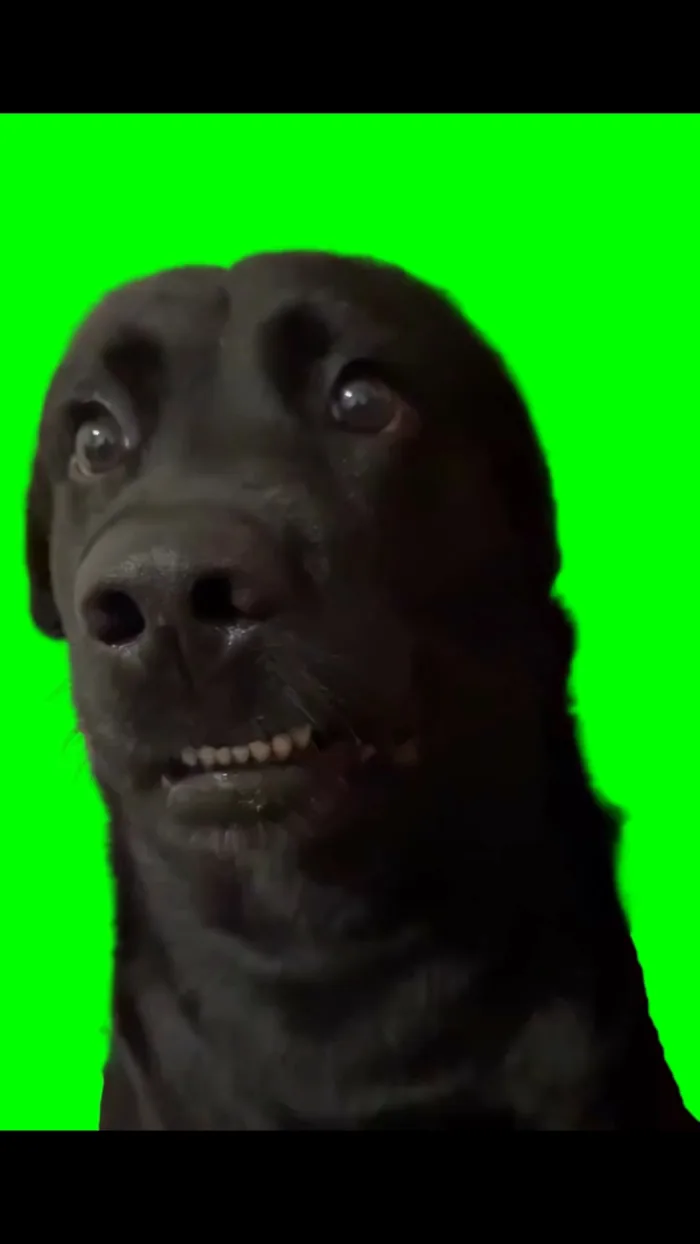 Confused dog Confused dog
