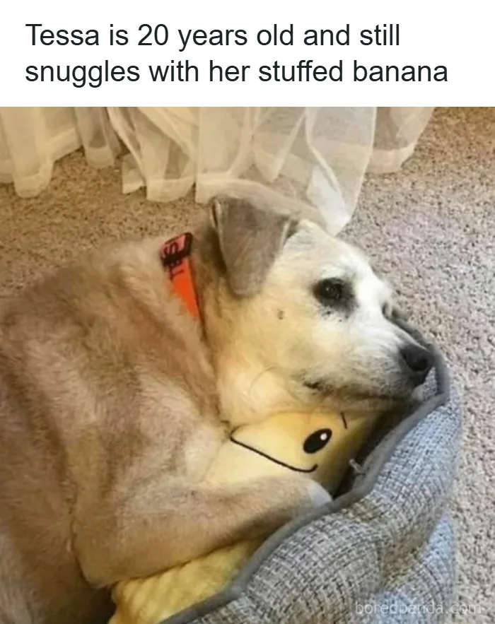 50 Adorable Dog Memes To Warm Your Heart And Make You Laugh | Bored Panda 50 Adorable Dog Memes To Warm Your Heart And Make You Laugh | Bored Panda