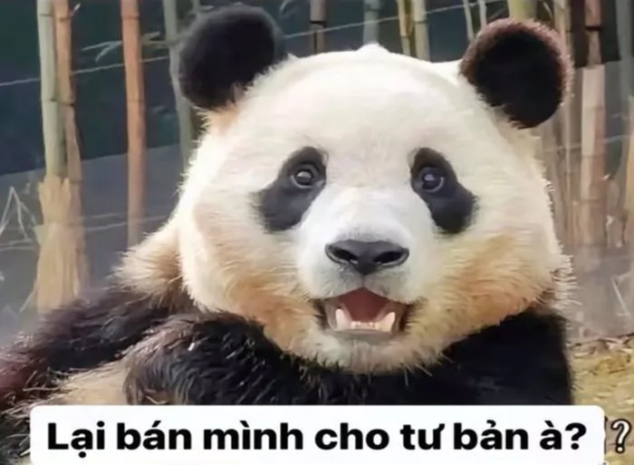 Cười ngả nghiêng với loạt ảnh meme gấu trúc vui nhộn, ngộ nghĩnh Cười ngả nghiêng với loạt ảnh meme gấu trúc vui nhộn, ngộ nghĩnh
