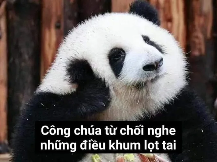 Cười ngả nghiêng với loạt ảnh meme gấu trúc vui nhộn, ngộ nghĩnh Cười ngả nghiêng với loạt ảnh meme gấu trúc vui nhộn, ngộ nghĩnh