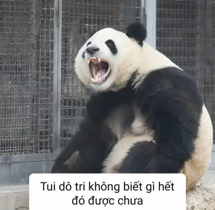 Top ảnh meme gấu trúc bựa khiến bạn cười không ngớt Top ảnh meme gấu trúc bựa khiến bạn cười không ngớt