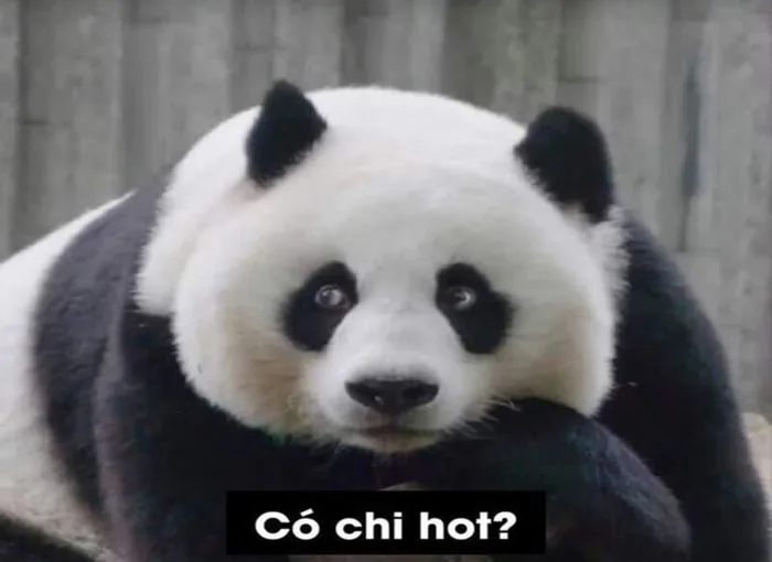 Tổng Hợp 100+ Meme Gấu Trúc Hài Hước, Hóm Hỉnh 2026 Tổng Hợp 100+ Meme Gấu Trúc Hài Hước, Hóm Hỉnh 2026