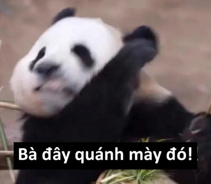 Cười ngả nghiêng với loạt ảnh meme gấu trúc vui nhộn, ngộ nghĩnh Cười ngả nghiêng với loạt ảnh meme gấu trúc vui nhộn, ngộ nghĩnh