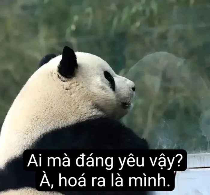 Cười ngả nghiêng với loạt ảnh meme gấu trúc vui nhộn, ngộ nghĩnh Cười ngả nghiêng với loạt ảnh meme gấu trúc vui nhộn, ngộ nghĩnh