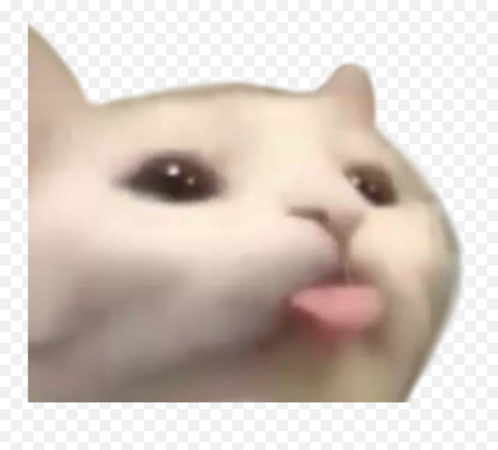 Pin - Transparent Cat Reaction Png,Cat Meme Icon - free transparent png  images - pngaaa.com