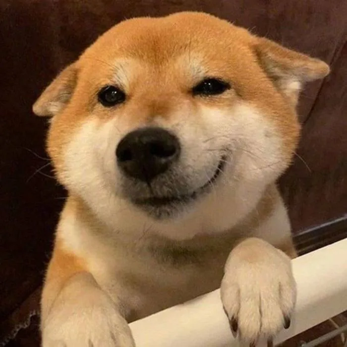 Cười ngất với ảnh meme khinh bỉ hài hước khiến bạn bật cười