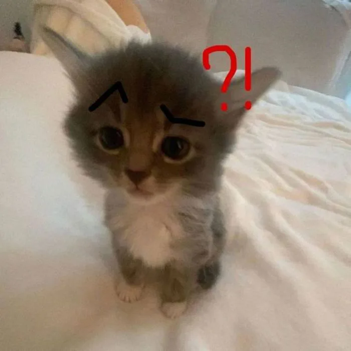 Meme Mèo – Kho Ảnh Chế Boss Mèo Đa Dạng Biểu Cảm ?