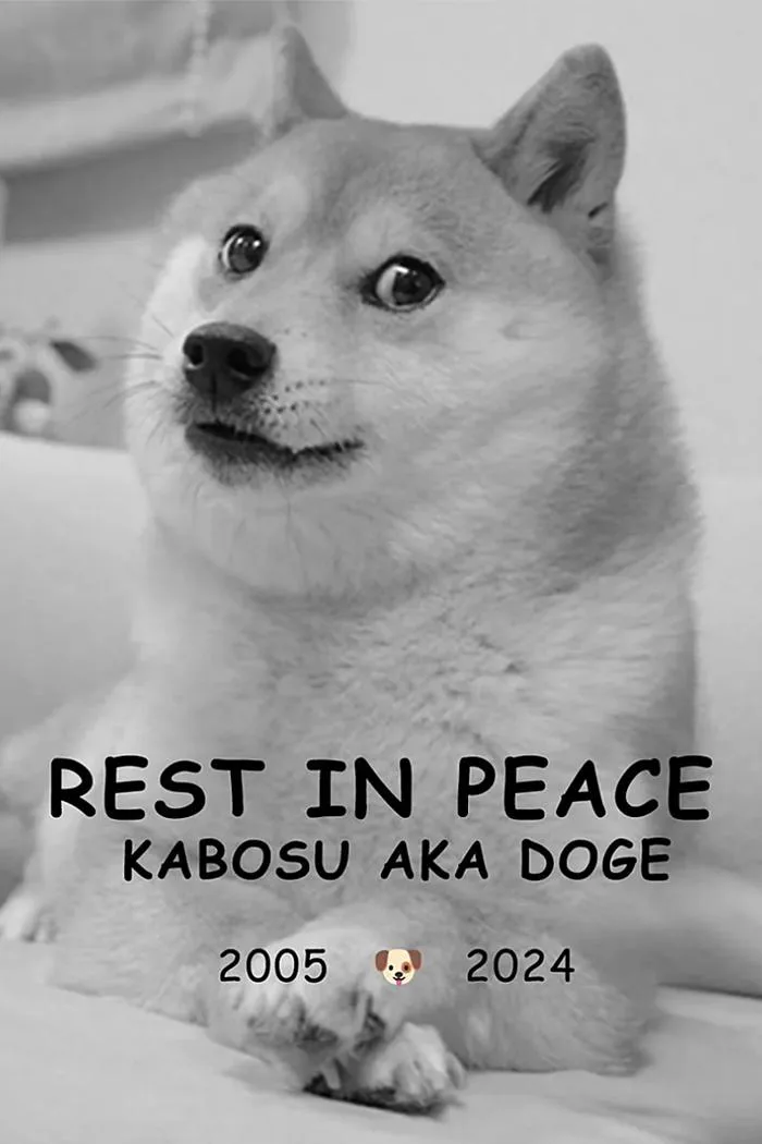 What Doge Taught Me About the Internet | The New Yorker