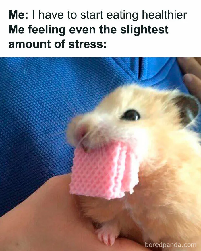 When You're Built For Feed Not Speed”: 50 Funny And Relatable Memes For  Your Coffee Break | Bored Panda