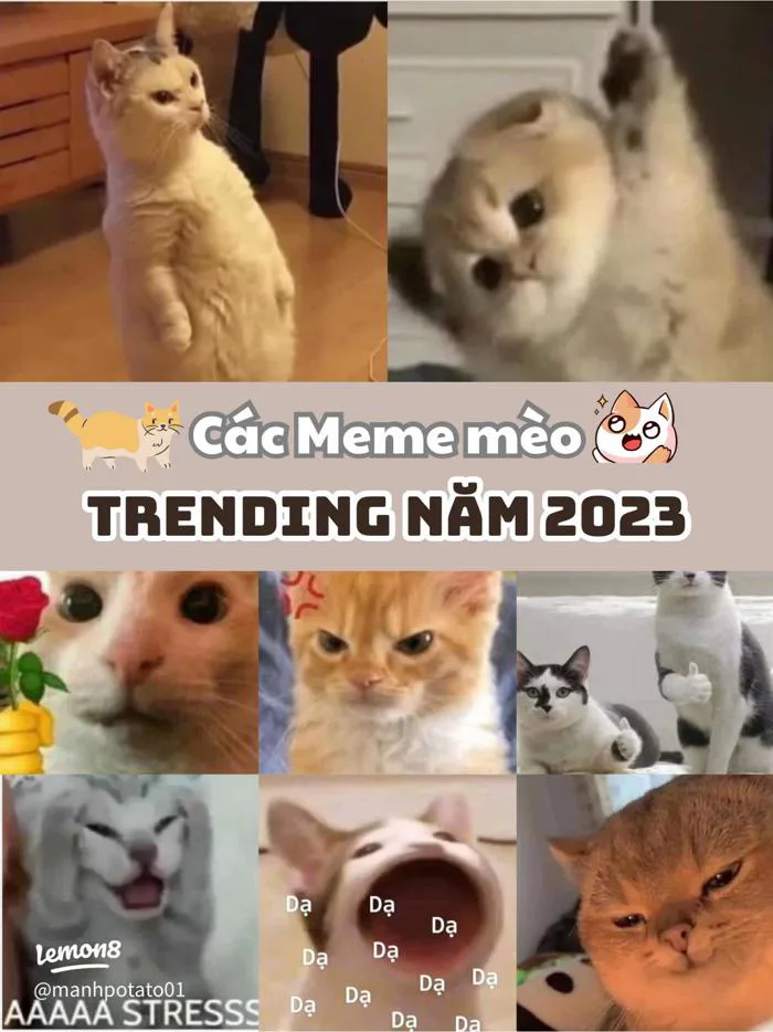 Tổng hợp các meme mèo hài hước 2023 (có chữ, la hét, tức giận…)