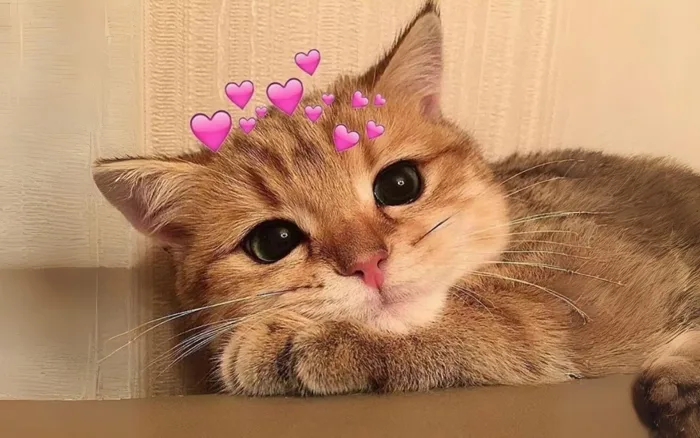 Tổng hợp 1001+ Meme Mèo dễ thương nhất, các Sen lưu ngay cho trẫm