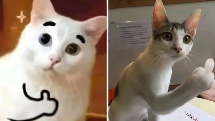 Tổng hợp meme mèo 