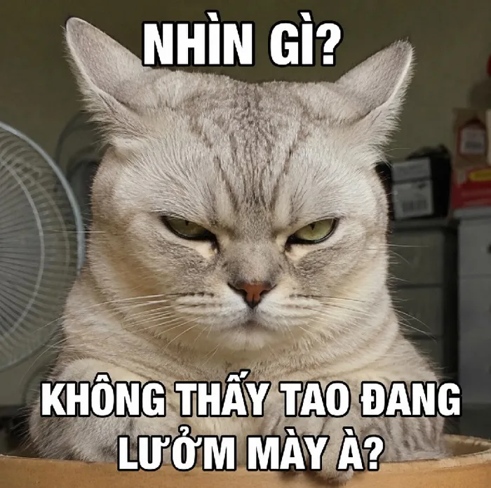 145+ Meme Mèo Lườm liếc xéo nham hiểm nhìn là cười xỉu