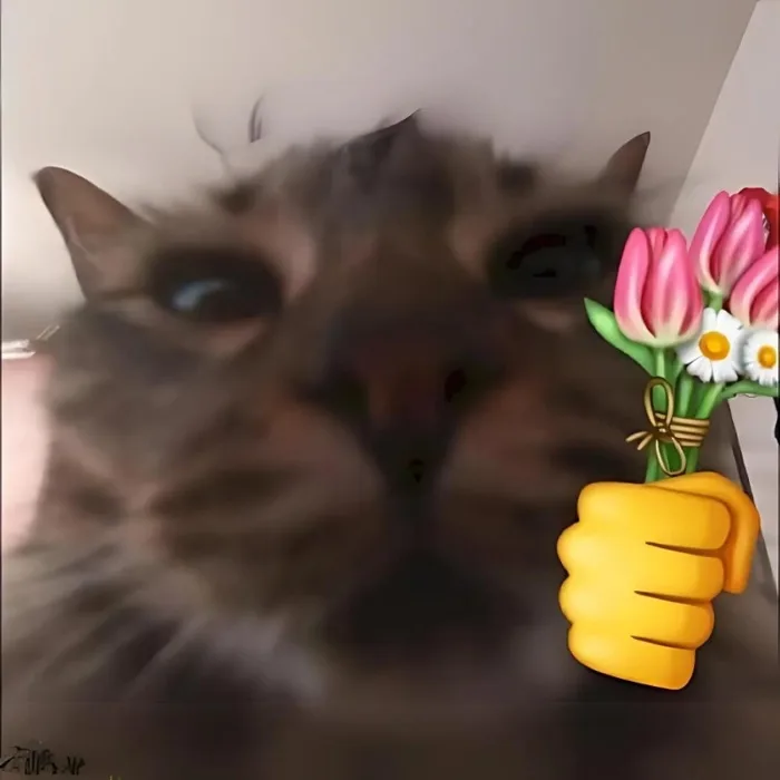 120+ ảnh meme mèo cười đểu, nhe răng, siêu bựa hài hước