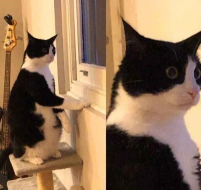 Tổng Hợp 9999+ Meme Ngạc Nhiên Biểu Cảm Vui Nhộn, Hài Hước
