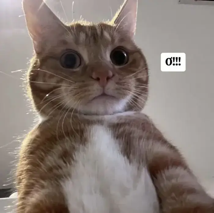 Top 80+ Meme Ngạc Nhiên biểu cảm hài hước từ ôm đầu tới chỉ tay hoang mang