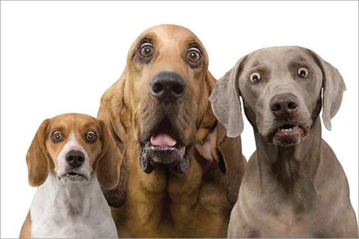 Khám phá loạt ảnh meme ngạc nhiên cùng trào lưu giải trí hài hước bằng meme  trên mạng xã hội