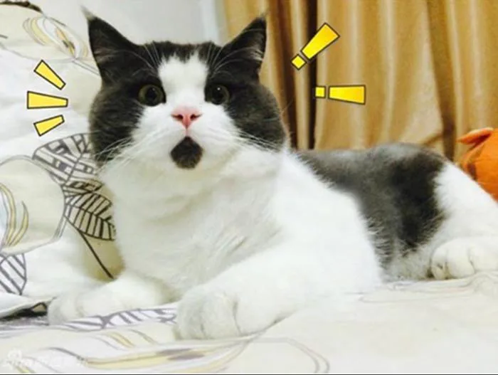Khám phá loạt ảnh meme ngạc nhiên cùng trào lưu giải trí hài hước bằng meme  trên mạng xã hội