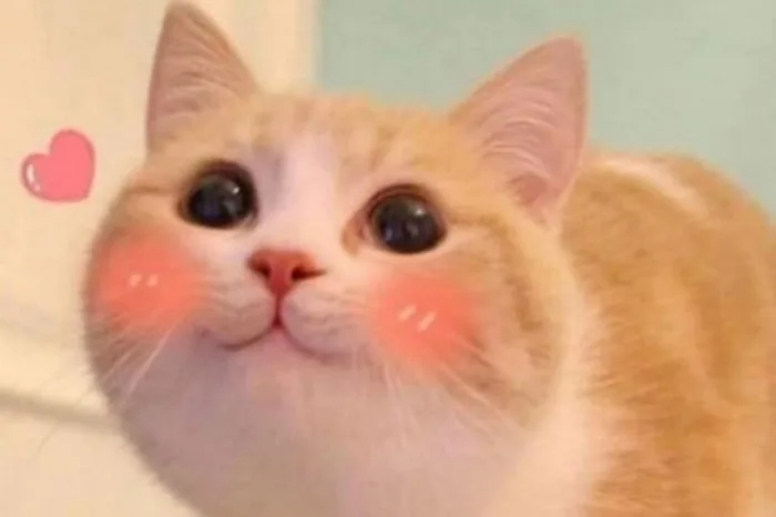 Giới thiệu bộ ảnh meme ngại ngùng đa dạng biểu cảm cực đáng yêu, mời bạn  tải ngay