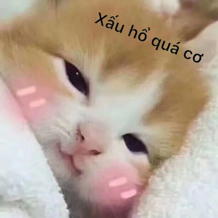Meme Mèo Ngại Ngùng, Ngại Quá Cute [Ảnh Meme Mèo Năn Nỉ]