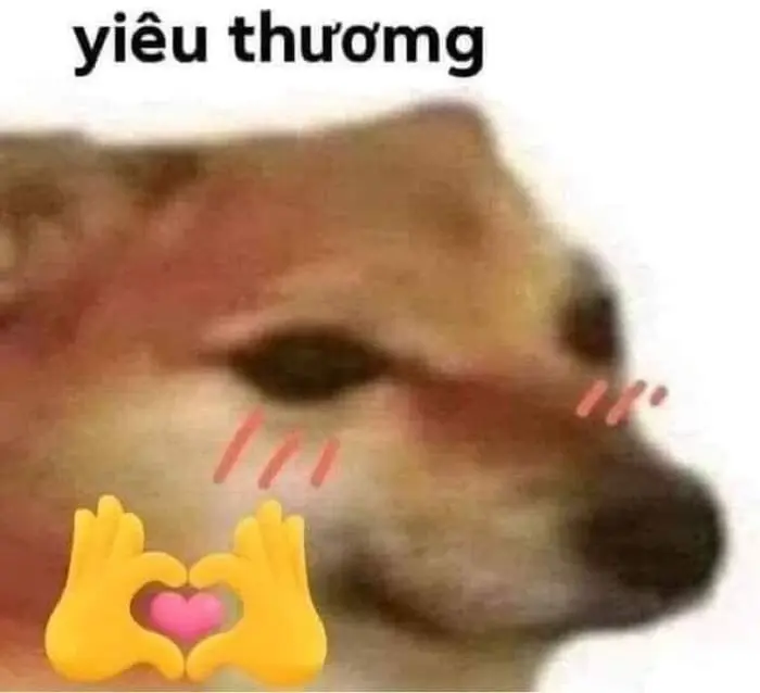 Khám phá ảnh meme ngại hài hước thú vị và siêu dễ thương