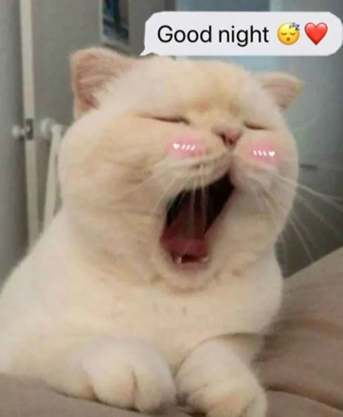 Trọn Bộ Sưu Tập Meme Chúc Ngủ Ngon Dễ Thương, Vui Nhộn 2026