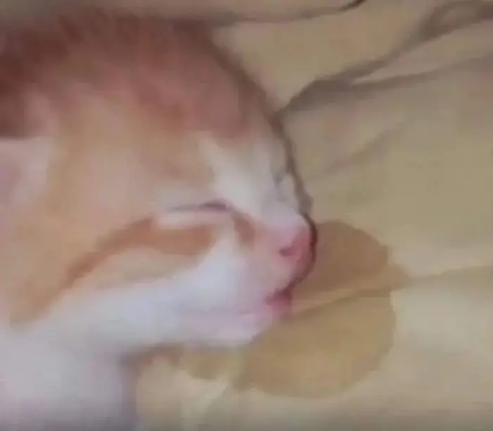 120 ảnh Meme Buồn Ngủ hài hước với nhiều biểu cảm uể oải Ngủ Gục lầy lội