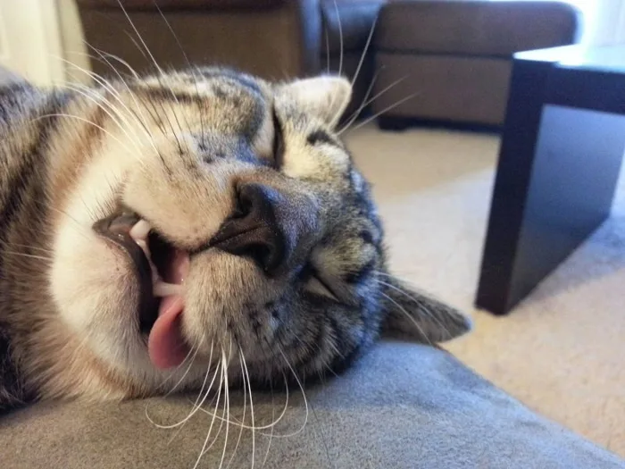 Khám phá bộ sưu tập hình ảnh meme ngủ cute, đáng yêu và độc đáo