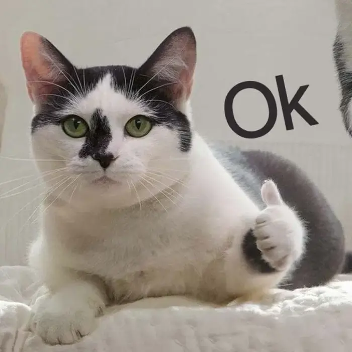 Tổng hợp ảnh ok meme hài hước khiến bạn bật cười cả ngày Tổng hợp ảnh ok meme hài hước khiến bạn bật cười cả ngày