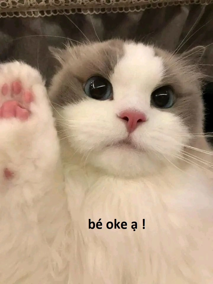142+ Meme Mèo OK chất lừ bá đạo cười sặc cơm cả ngày 142+ Meme Mèo OK chất lừ bá đạo cười sặc cơm cả ngày