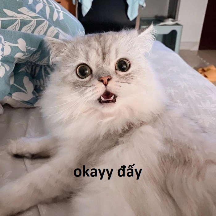 142+ Meme Mèo OK chất lừ bá đạo cười sặc cơm cả ngày 142+ Meme Mèo OK chất lừ bá đạo cười sặc cơm cả ngày