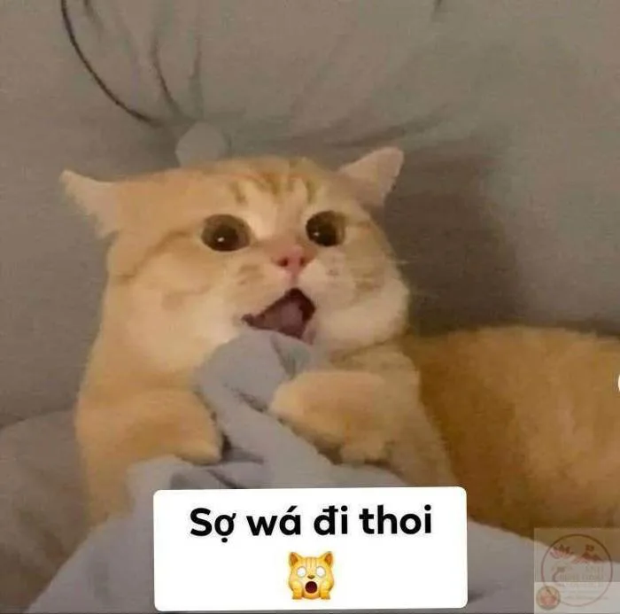 75+ Sợ Quá Sợ Quá meme phải ban nó thôi siêu hài