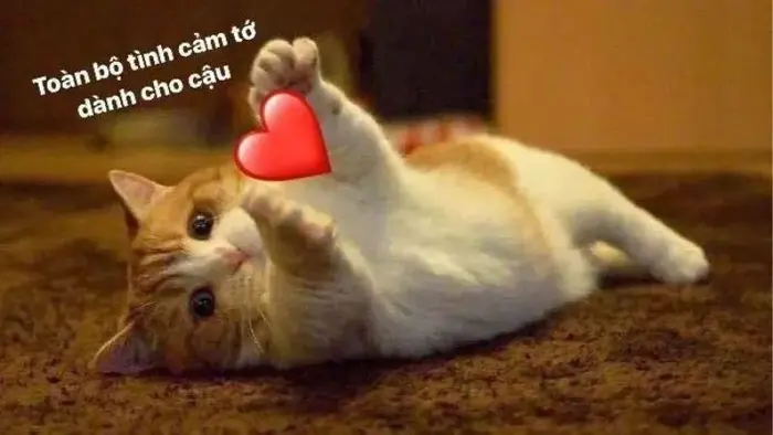 Tuyển chọn ảnh meme yêu siêu dễ thương dành cho bạn