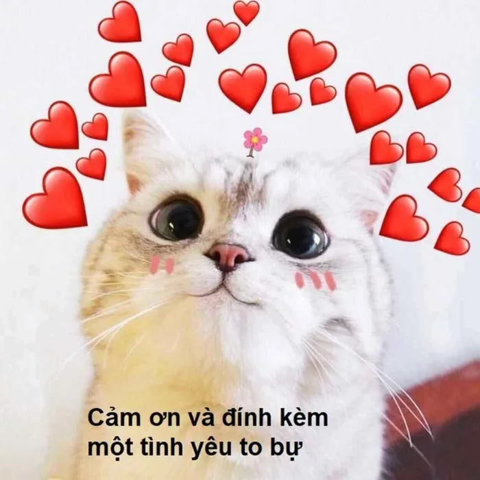 Gợi ý các mẫu meme yêu thương đáng yêu, hài hước giúp bạn truyền tải tình  cảm hiệu quả