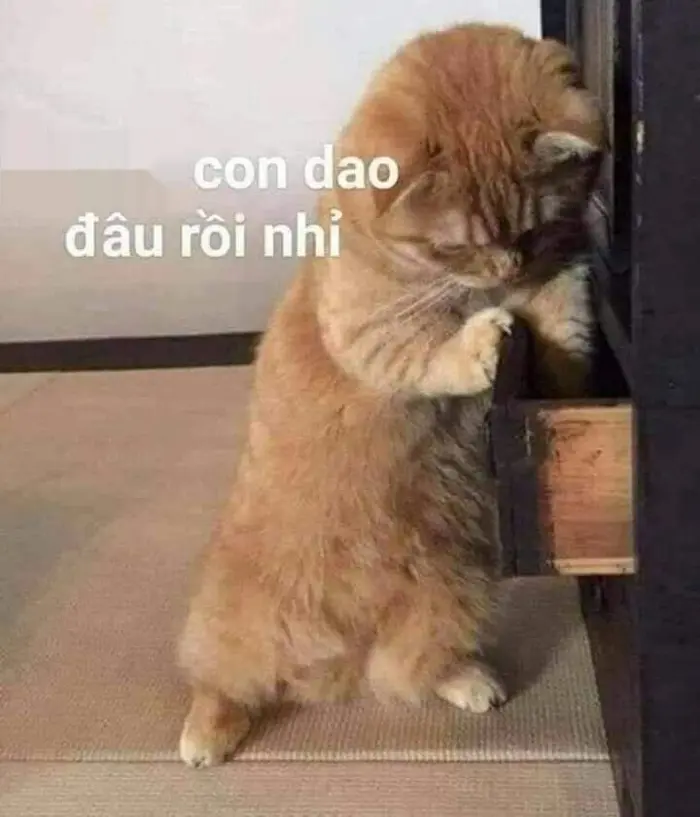 Bộ sưu tập ảnh meme tức giận hài hước và thú vị nhất