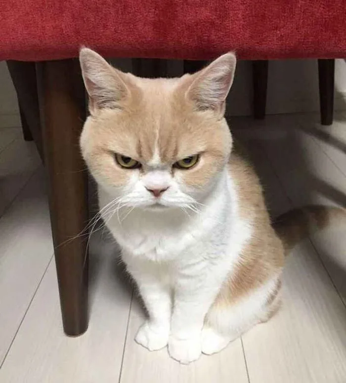 Tổng Hợp 100+ Meme Tức Giận Cute, Đáng Yêu Dễ Dùng Nhất