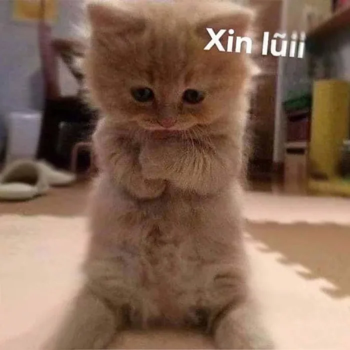meme-xin-loi-1