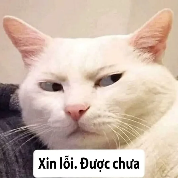 100+ ảnh meme xin lỗi - Bí kíp “chữa cháy” cực kỳ hiệu quả - JBAGY