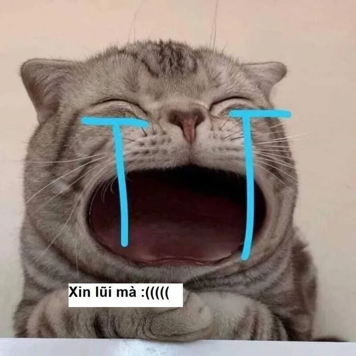 Tuyển tập 38+ ảnh meme xin lỗi hài hước đáng yêu cực khó đỡ