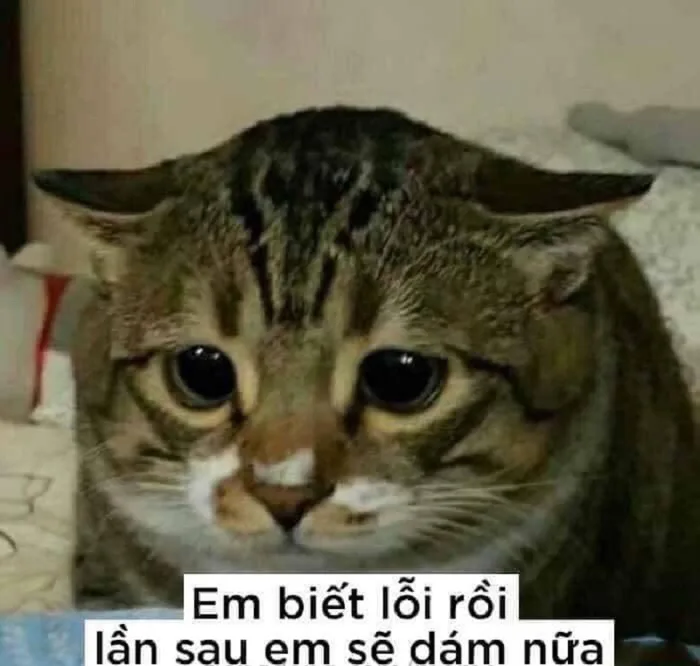 100+ ảnh meme xin lỗi - Bí kíp “chữa cháy” cực kỳ hiệu quả - JBAGY