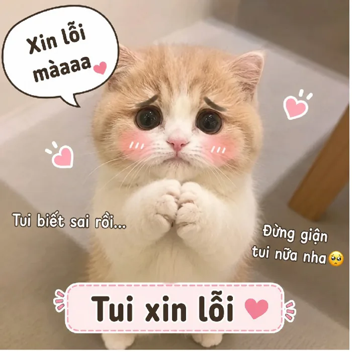 158+ Meme Mèo Xin Lỗi quỳ lạy năn nỉ cute cười xỉu