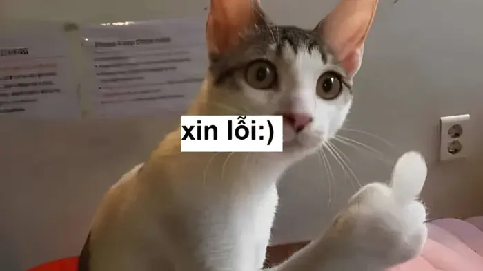 Tổng hợp meme xin lỗi dễ thương, hài hước bạn phải xem ngay