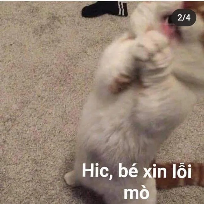 Ảnh mèo xin lỗi | Xin lỗi meme, Mèo meme, Ảnh mèo hài hước