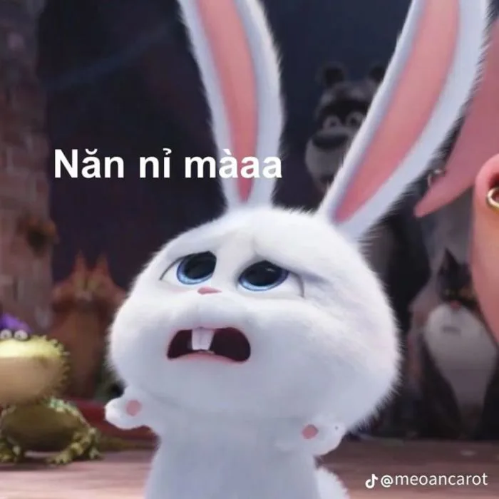 49+ ảnh meme xin lỗi cực hài hước khiến ai xem cũng mủi lòng