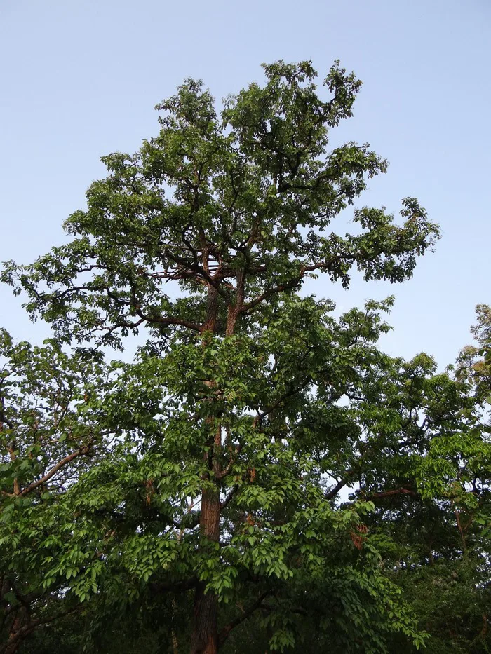 Hơn 20 ảnh Thiên Nhiên và Terminalia Arjuna miễn phí - Pixabay